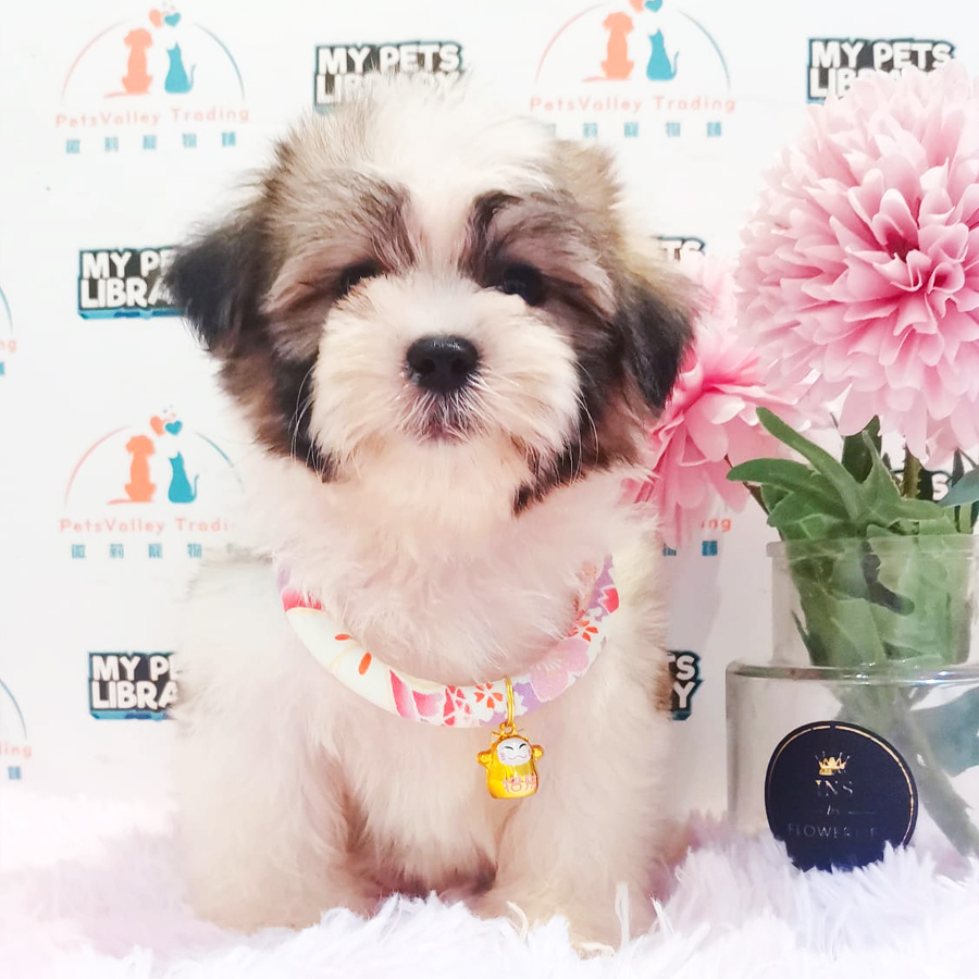 Shih Tzu Puppy (Male) For Sale