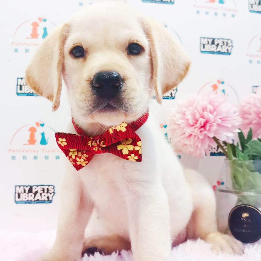 Labrador Puppy (Female) For Sale