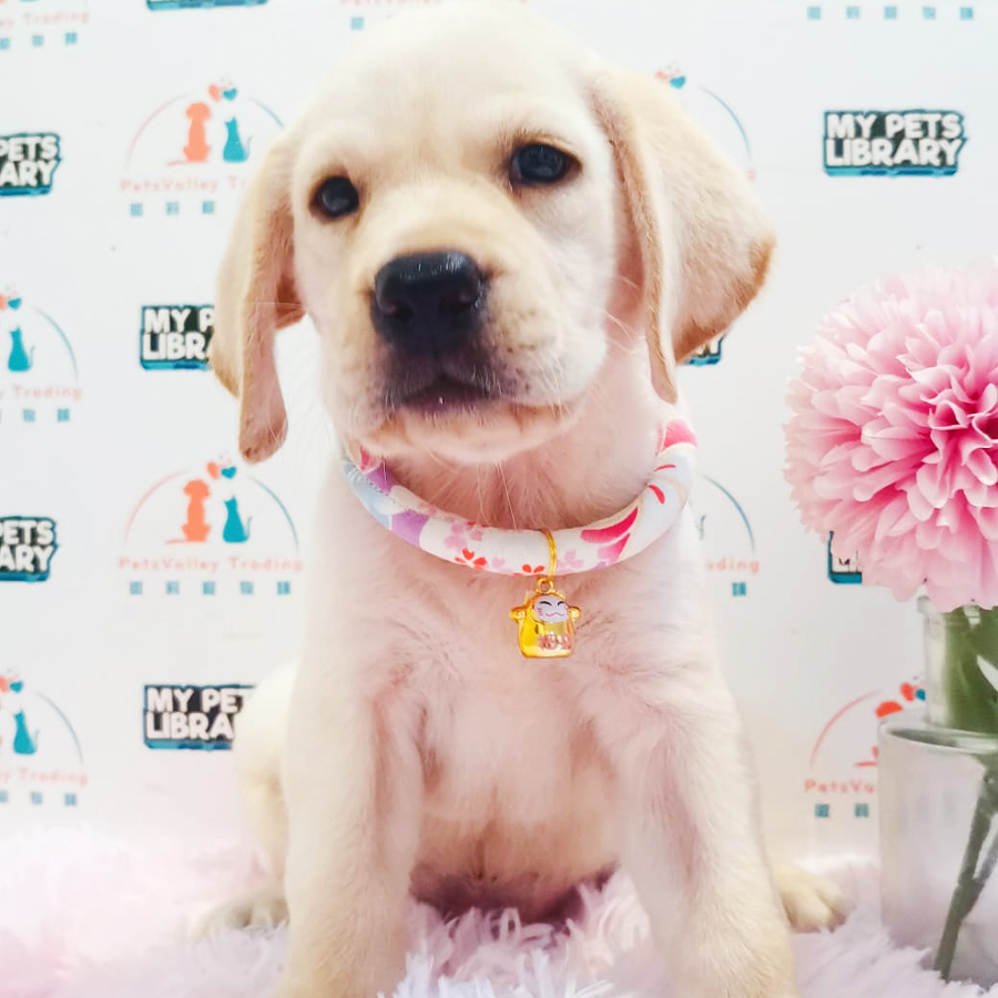 Labrador Puppy (Male) For Sale