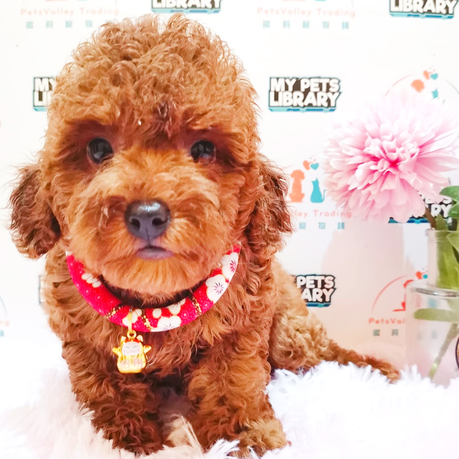 Toy Poodle Puppy (Female) For Sale