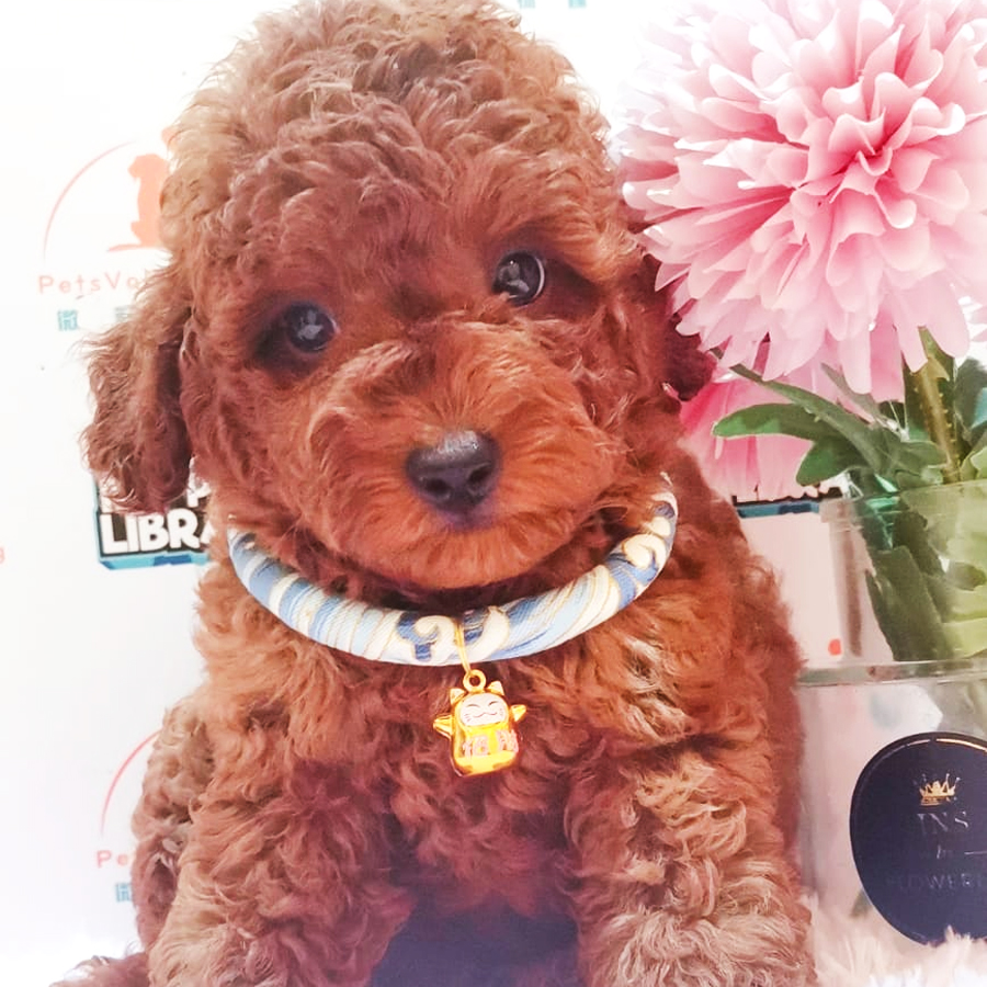 Toy Poodle Puppy (Male) For Sale