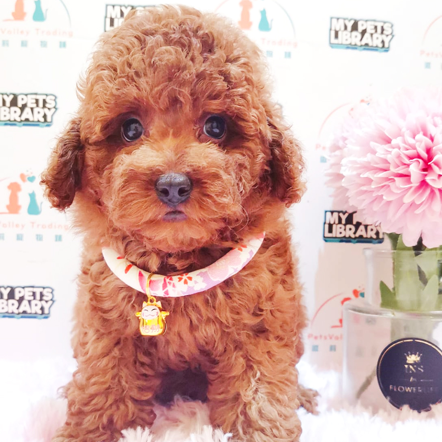 Toy Poodle Puppy (Male) For Sale