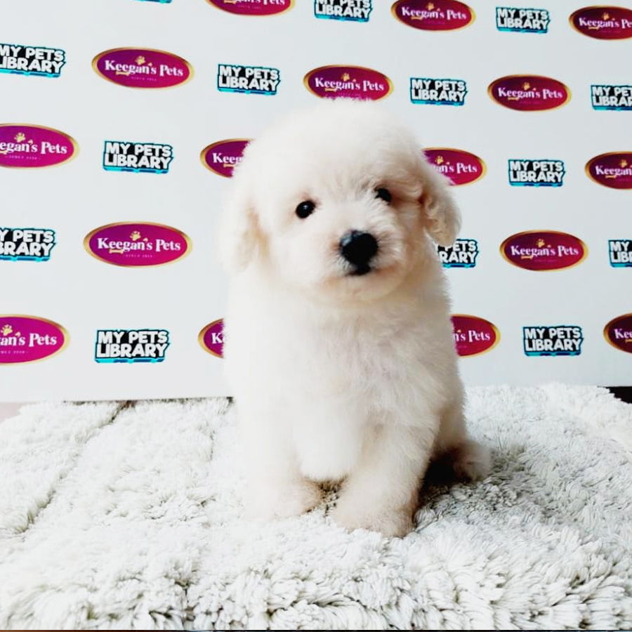 MKA Toy Poodle Puppy (Male) For Sale