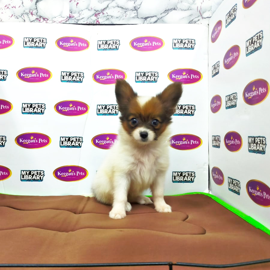 MKA Papillon Puppy (Female) For Sale