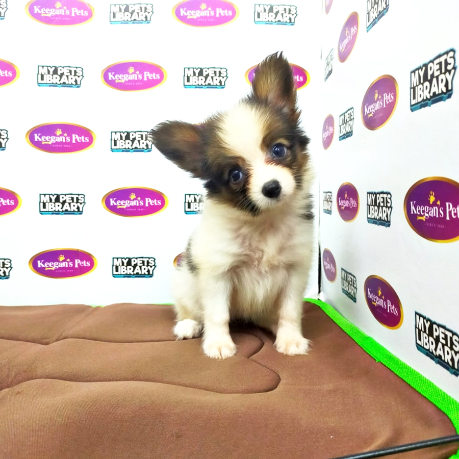 MKA Papillon Puppy (Female) For Sale