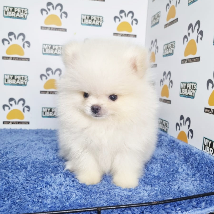 Pomeranian Puppy (Male) For Sale