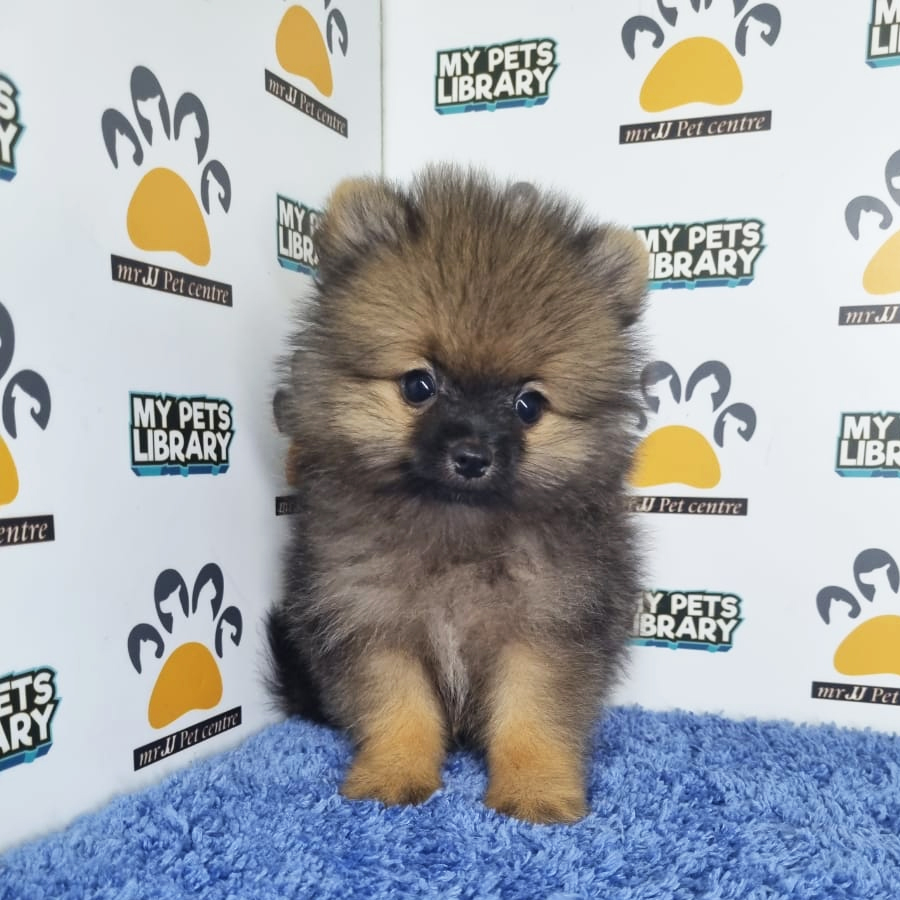 Pomeranian Puppy (Male) For Sale