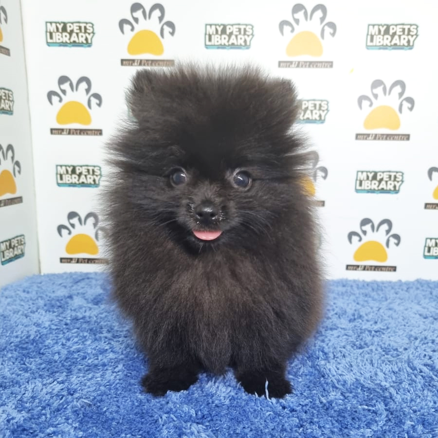 Pomeranian Puppy (Male) For Sale