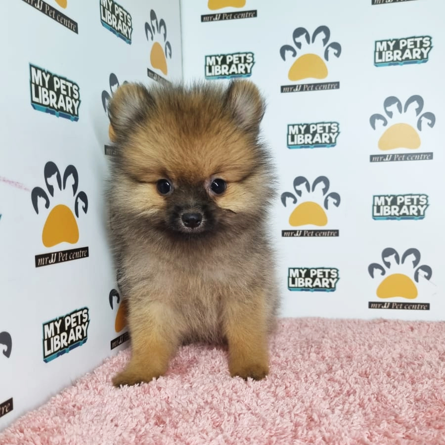 Pomeranian Puppy (Female) For Sale