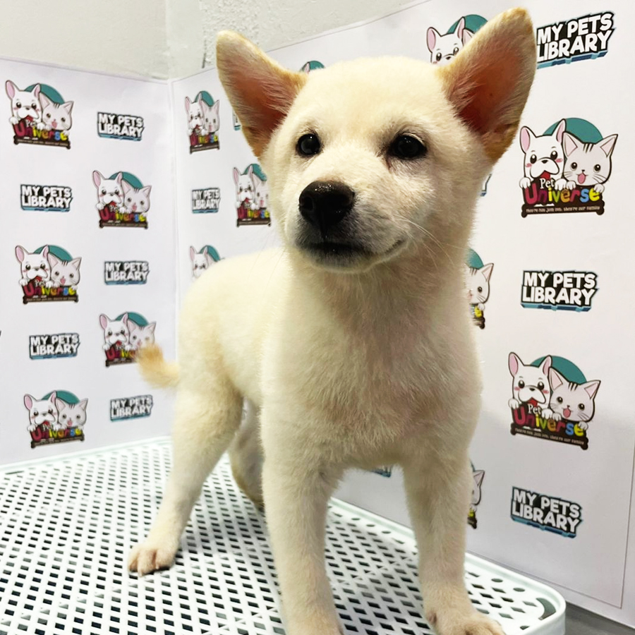 Shiba Inu Puppy (Male) For Sale