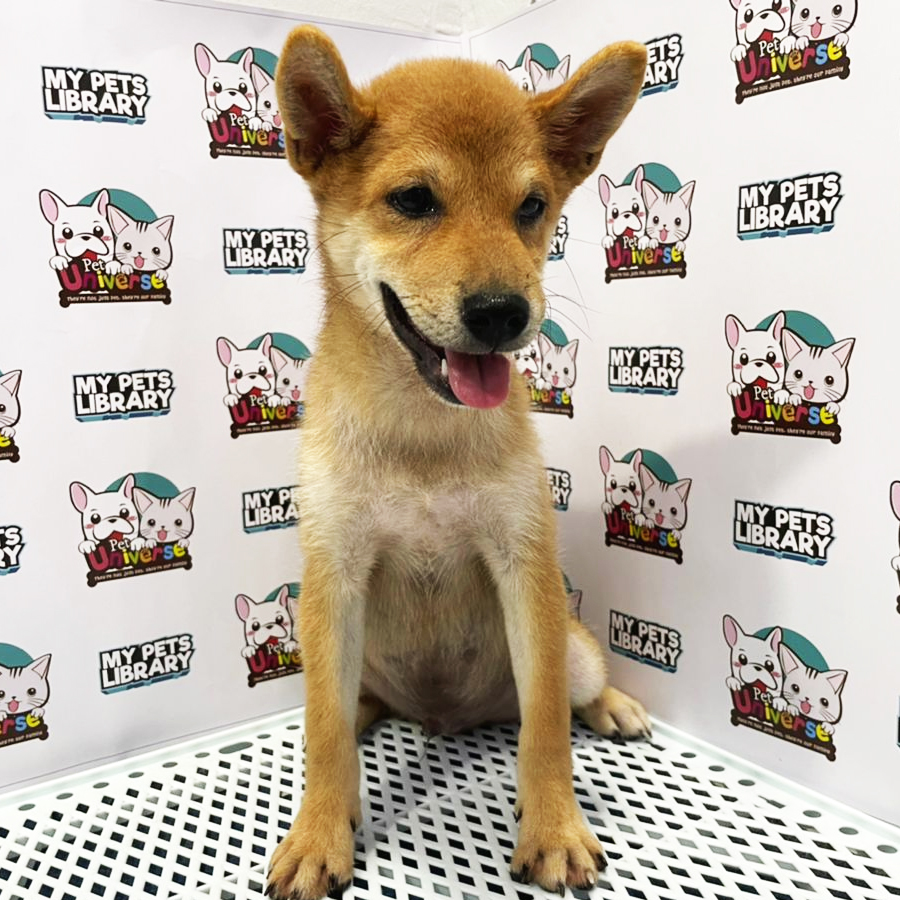 Shiba Inu Puppy (Male) For Sale