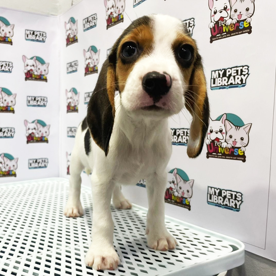 Beagle Puppy (Female) For Sale