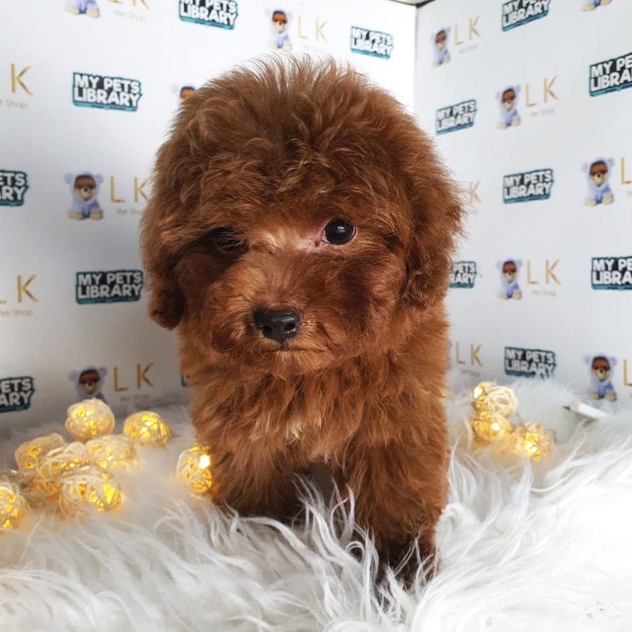 Toy Poodle Puppy (Male) For Sale