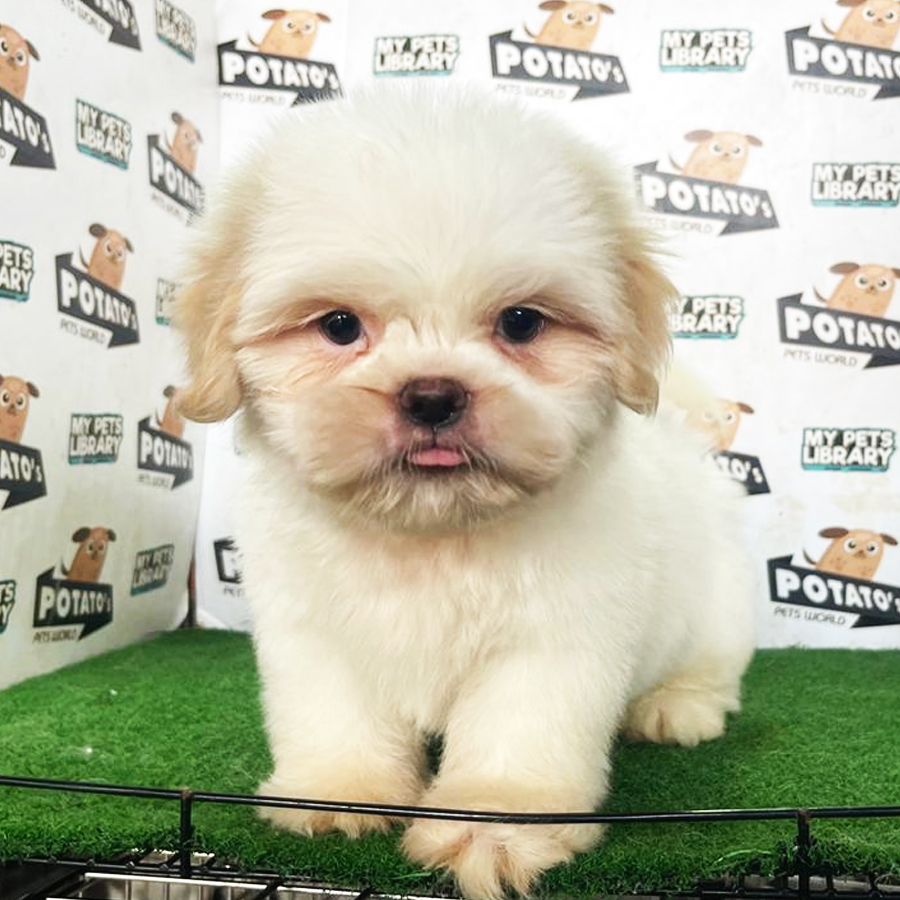 Shih Tzu Puppy (Male) For Sale