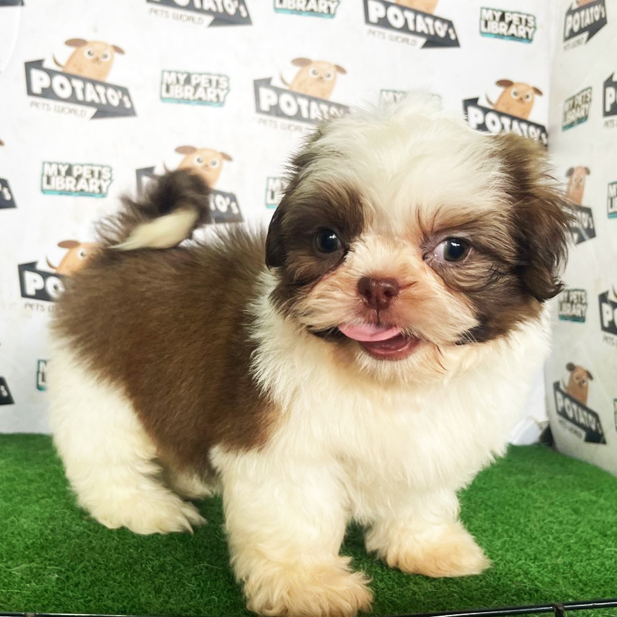 Shih Tzu Puppy (Female) For Sale