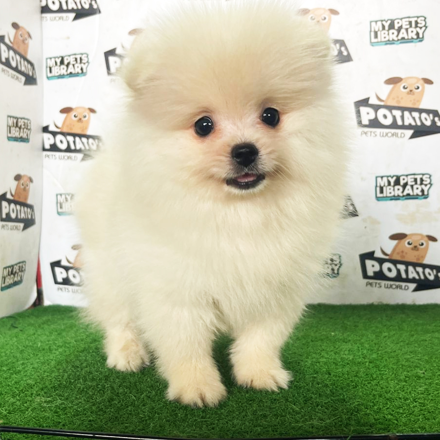 Pomeranian Puppy (Male) For Sale