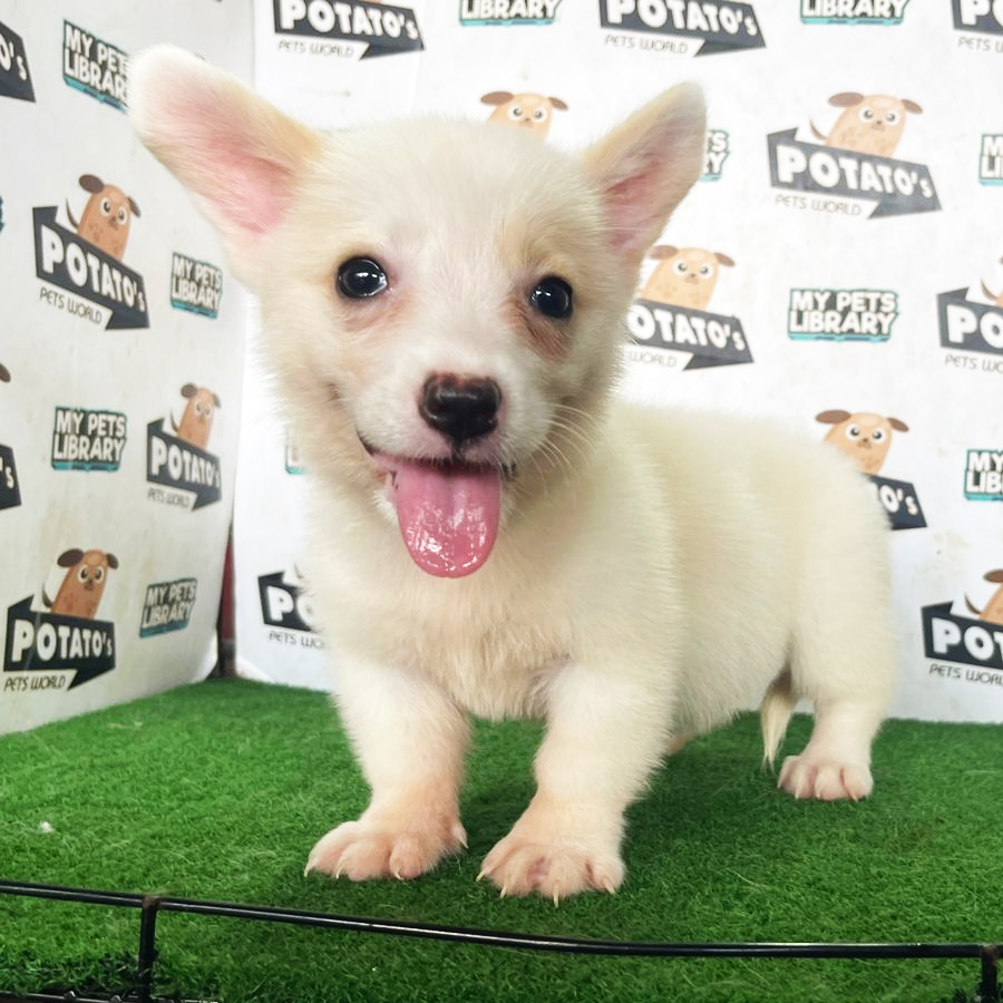 Welsh Corgi Puppy (Female) For Sale