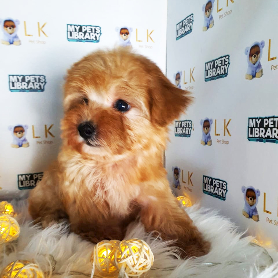 Toy Poodle Puppy (Male) For Sale