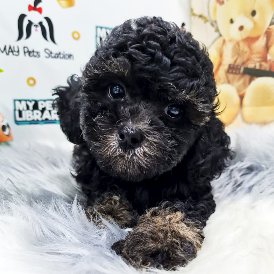 Toy Poodle Puppy (Male) For Sale