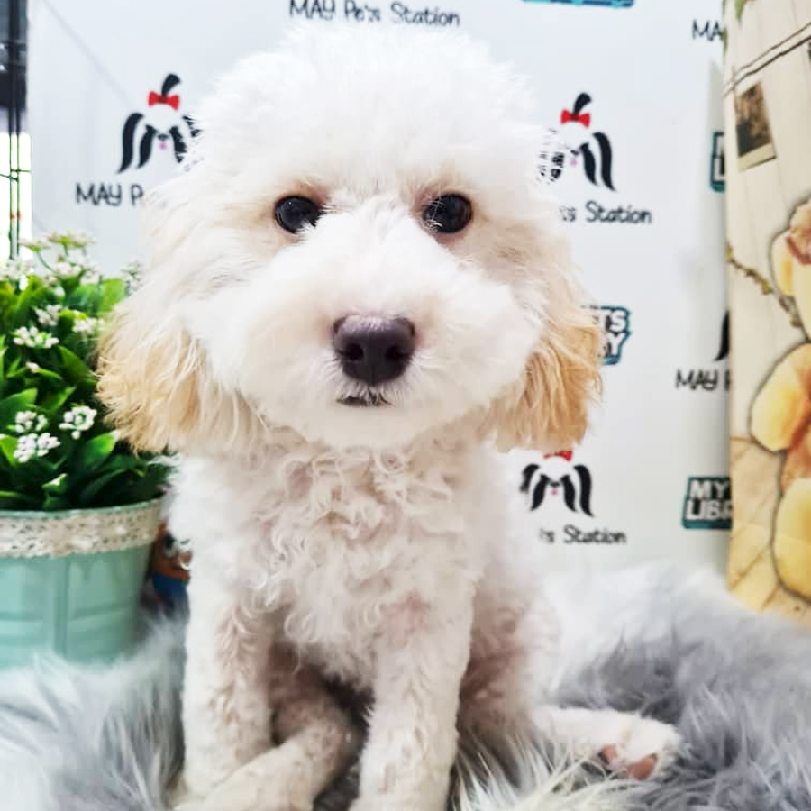 Toy Poodle Puppy (Male) For Sale