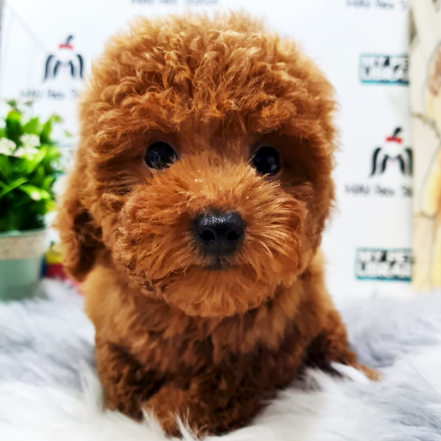 Toy Poodle Puppy (Male) For Sale