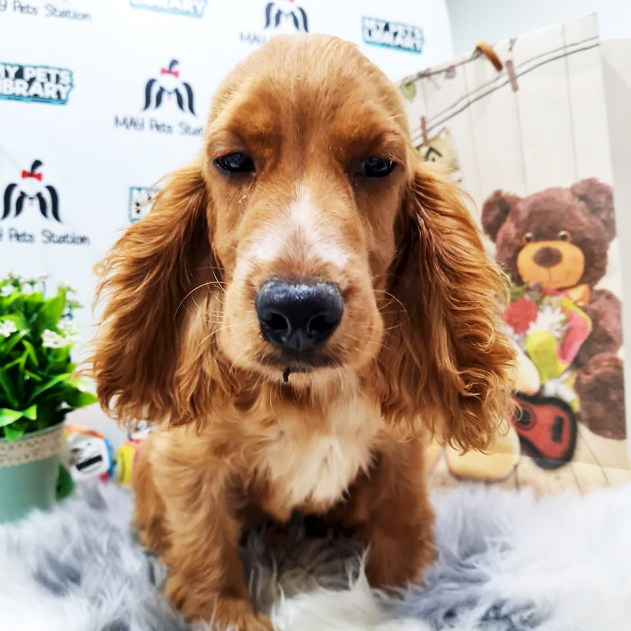 English Cocker Spaniel Puppy (Male) For Sale