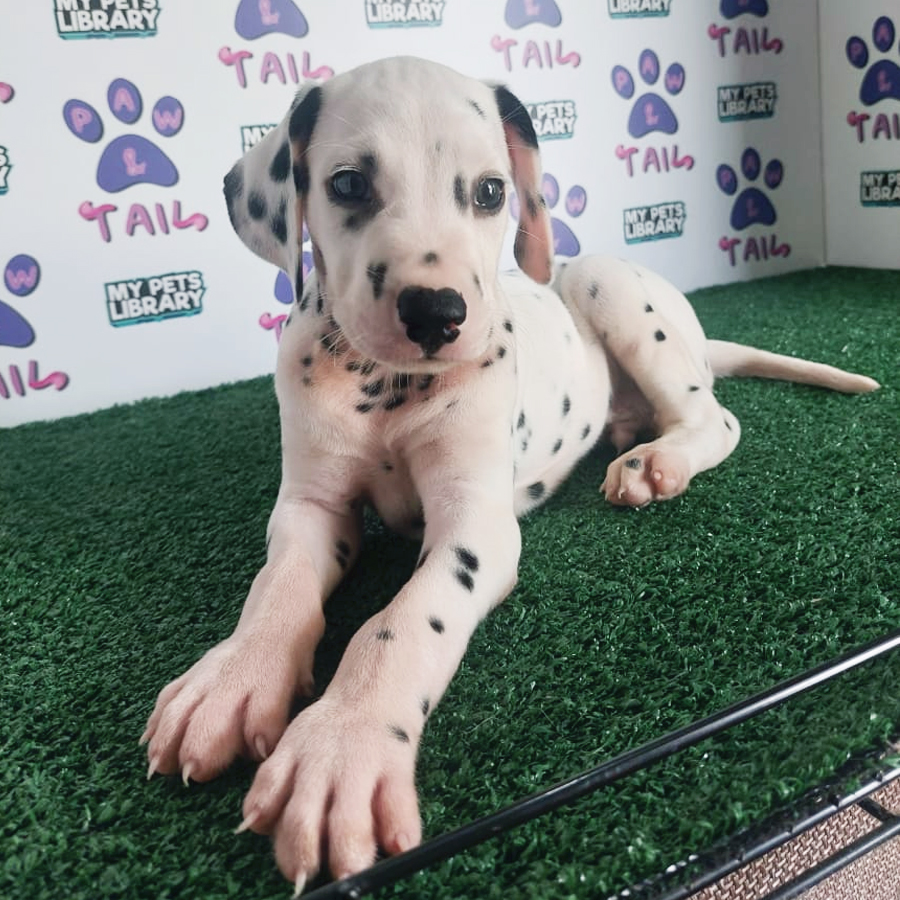 Dalmatian Puppy (Male) For Sale
