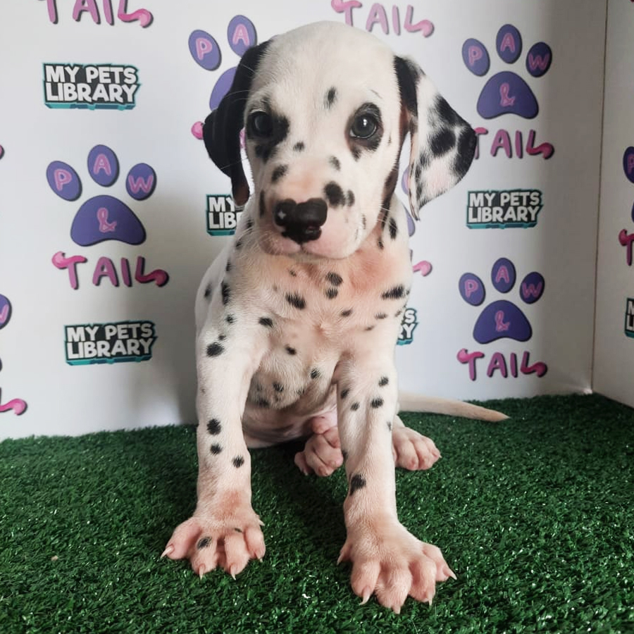 Dalmatian Puppy (Male) For Sale