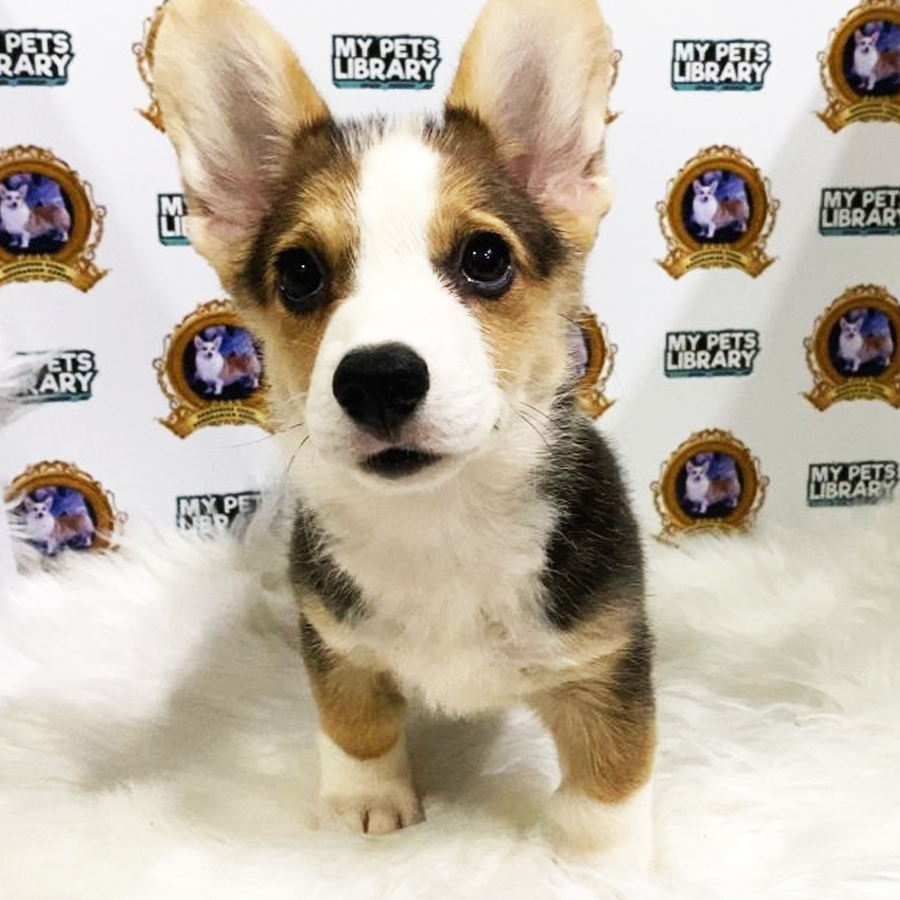 MKA Welsh Corgi Puppy (Female) For Sale