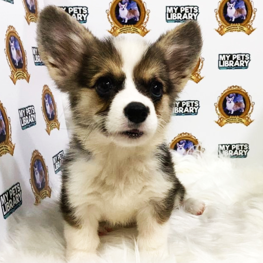 MKA Welsh Corgi Puppy (Female) For Sale