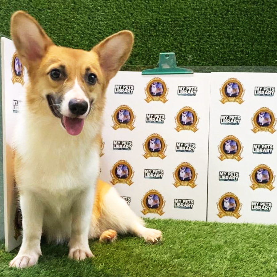 MKA Welsh Corgi Puppy (Female) For Sale