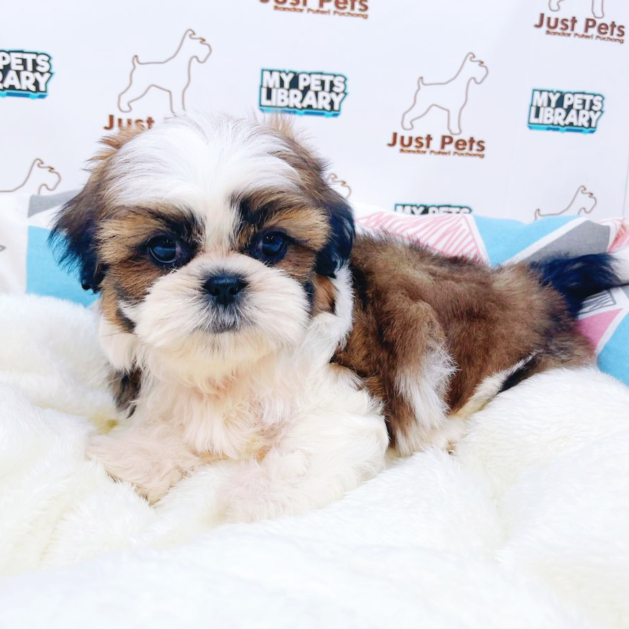 Shih Tzu Puppy (Female) For Sale