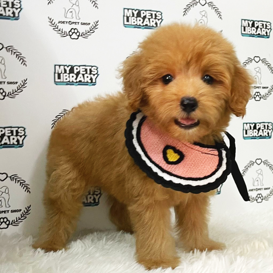 Toy Poodle Puppy (Female) For Sale