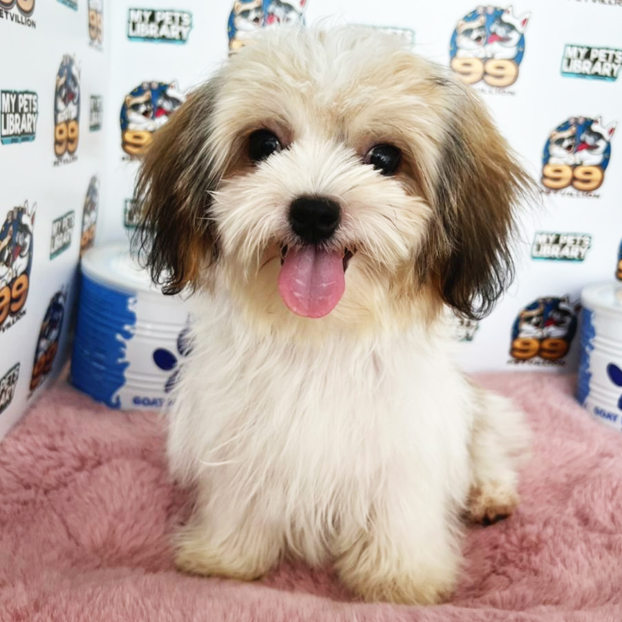 Shih Tzu Puppy (Female) For Sale