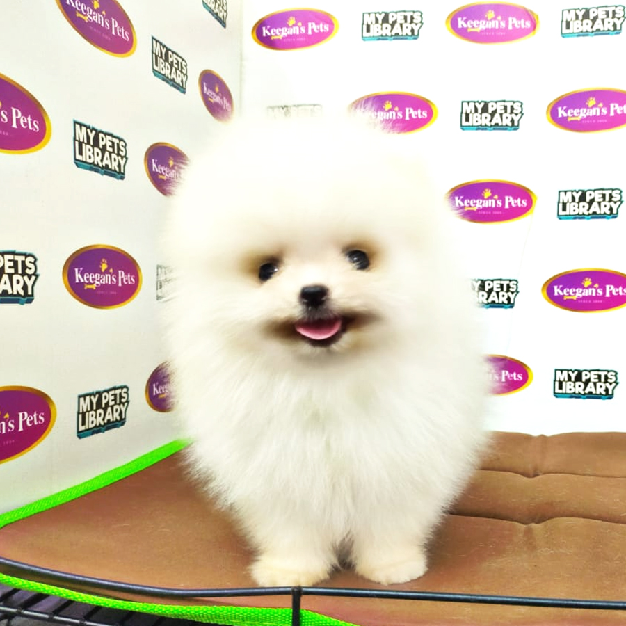 MKA Pomeranian Puppy (Male) For Sale