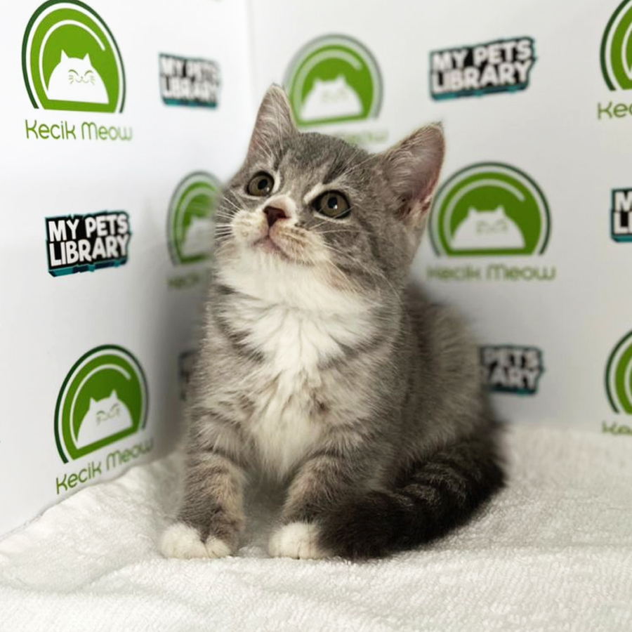 British Shorthair Mix Persian Kitten (Female) For Sale