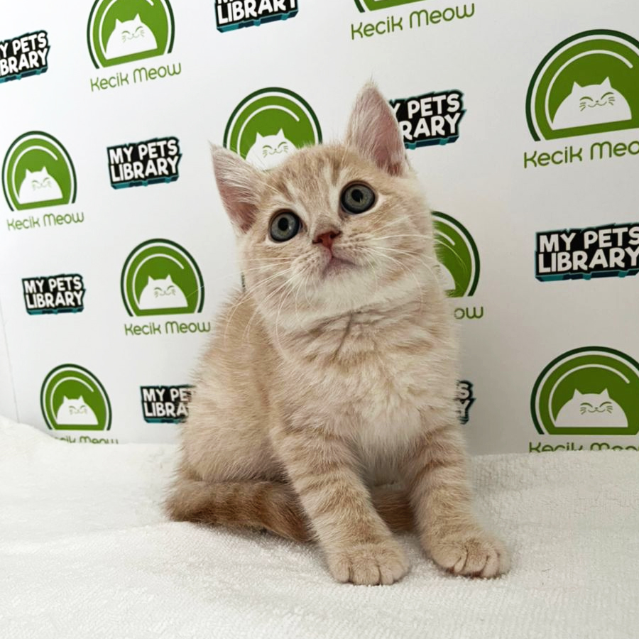 British Shorthair Mix Persian Kitten (Male) For Sale