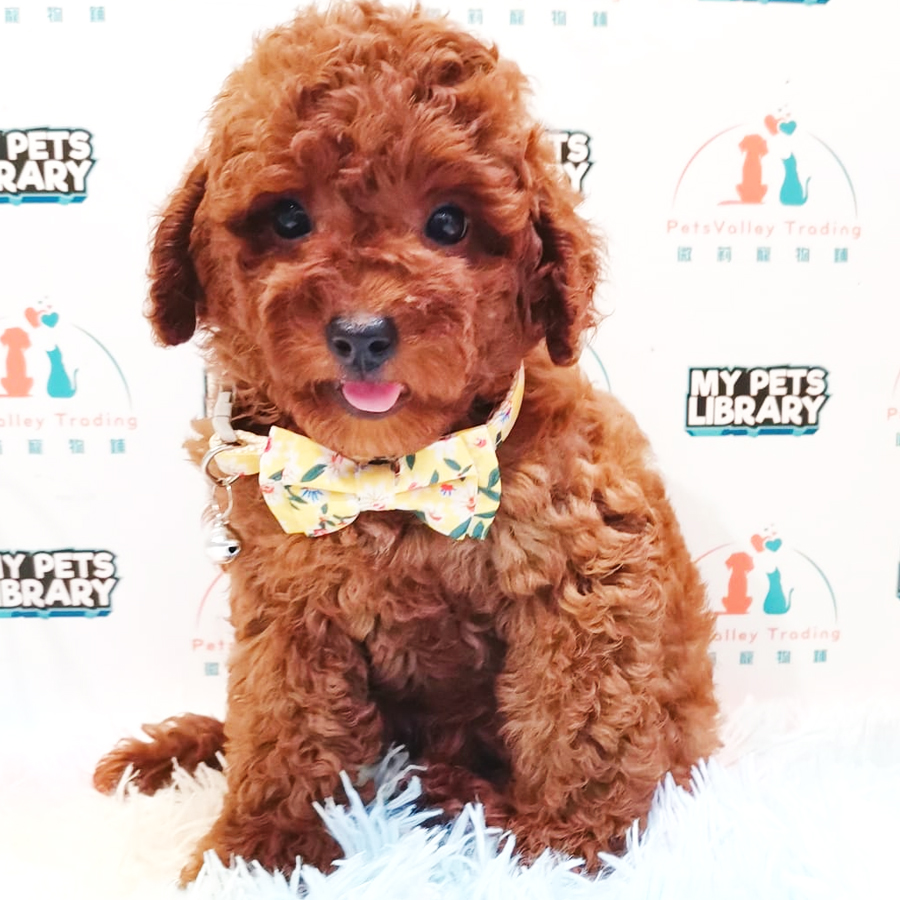 Toy Poodle Puppy (Male) For Sale