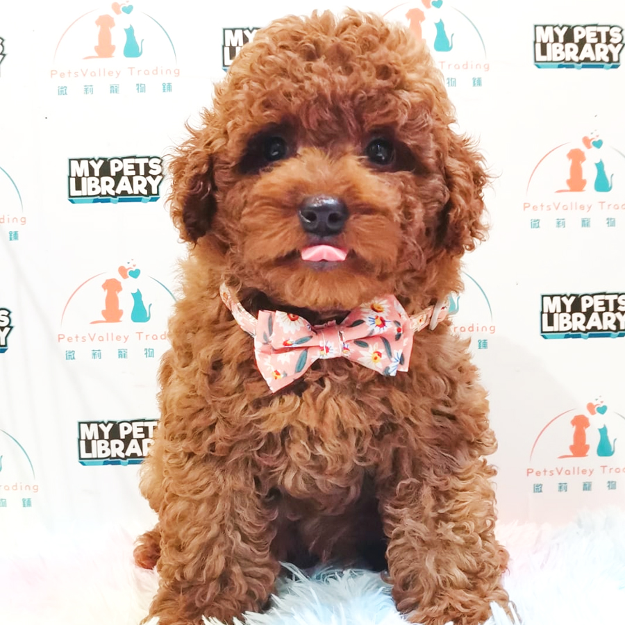 Toy Poodle Puppy (Female) For Sale
