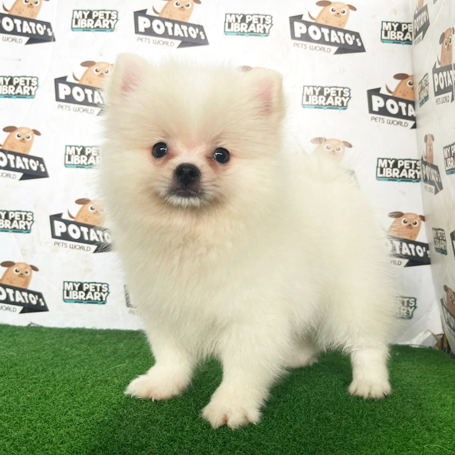 Pomeranian Puppy (Male) For Sale