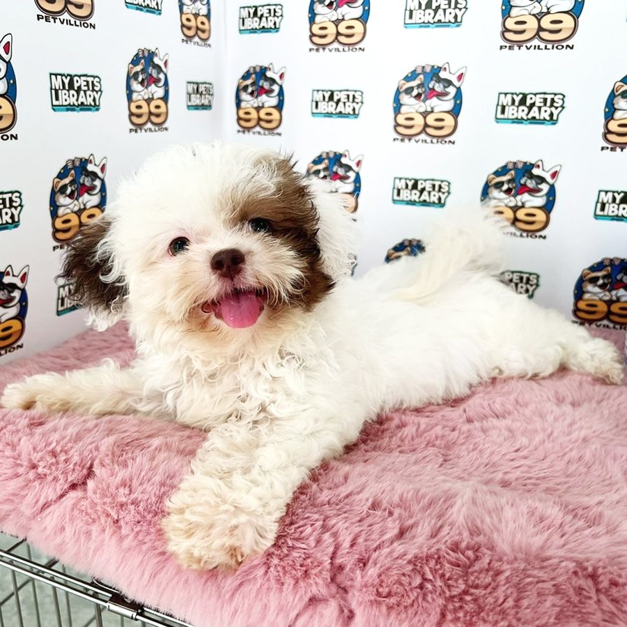 Maltipoo Puppy (Female) For Sale