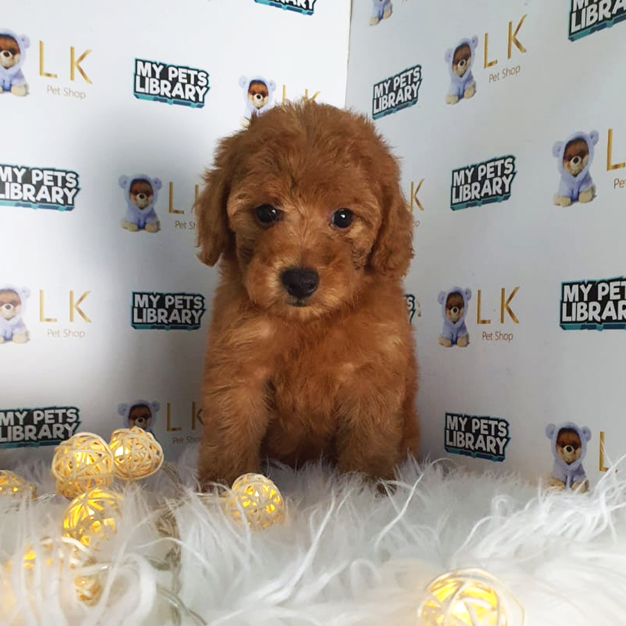Toy Poodle Puppy (Female) For Sale