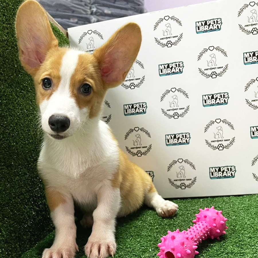 Welsh Corgi Puppy (Female) For Sale