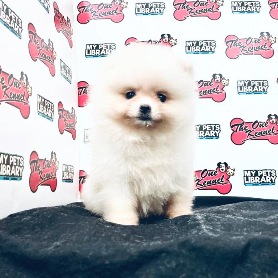 MKA Pomeranian Puppy (Female) For Sale