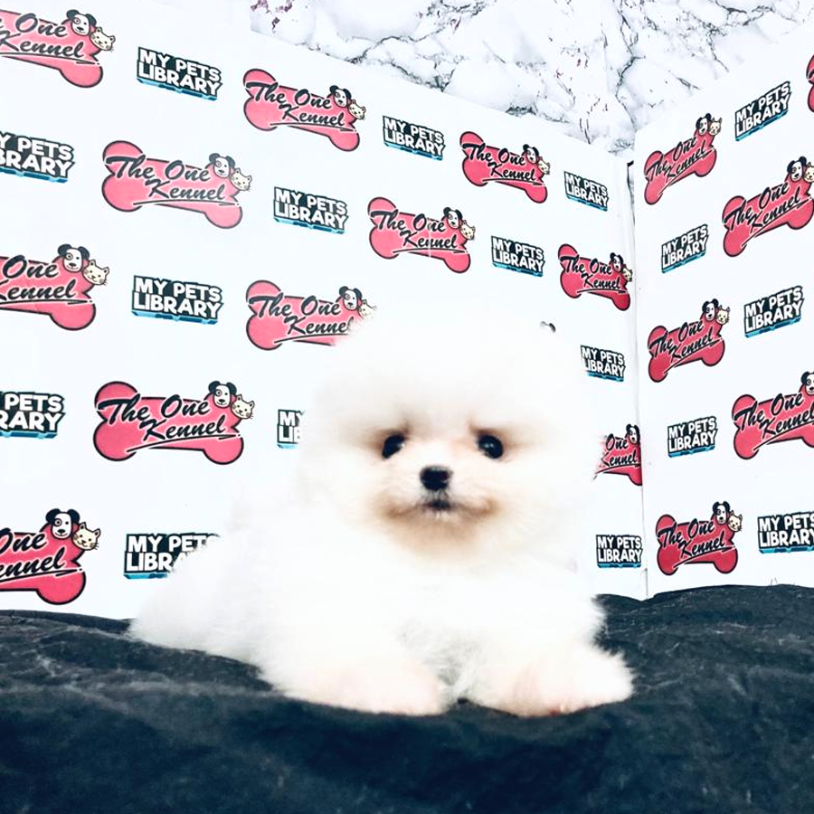 MKA Pomeranian Puppy (Male) For Sale