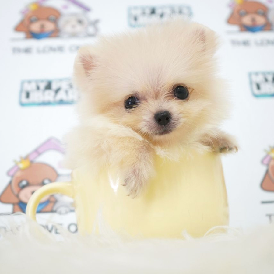 Teacup Pomeranian Puppy (Male) For Sale