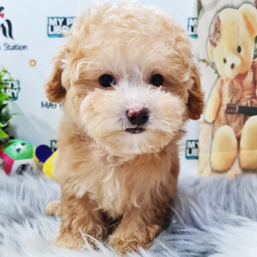 Maltipoo Puppy (Female) For Sale