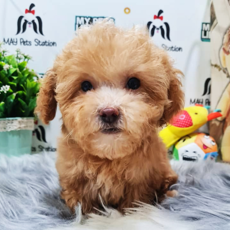 Maltipoo Puppy (Female) For Sale
