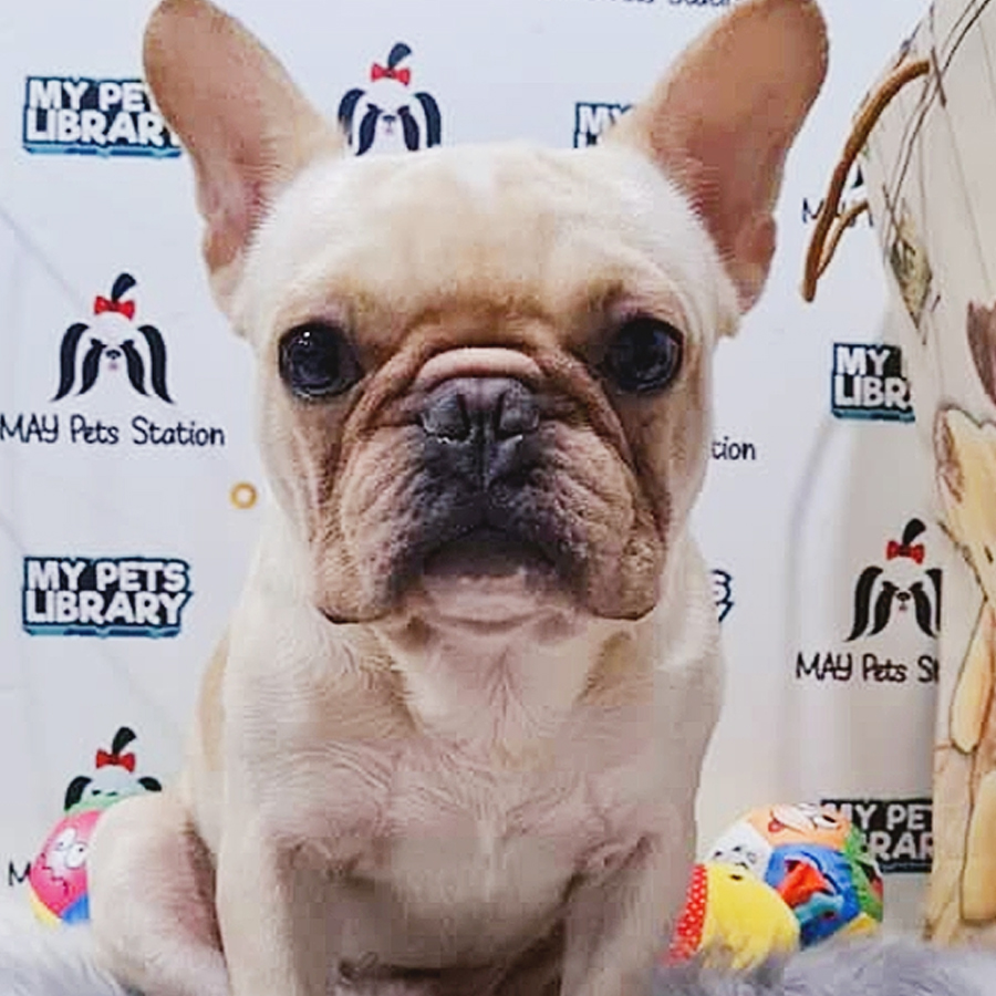 French Bulldog Puppy (Male) For Sale