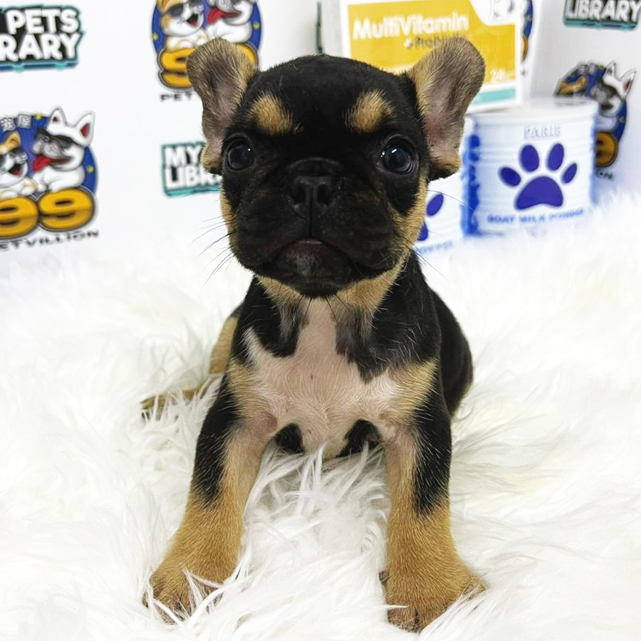 French Bulldog Puppy (Female) For Sale